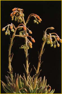   ( Dudleya pauciflora )