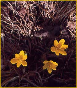   ( Sternbergia sicula )