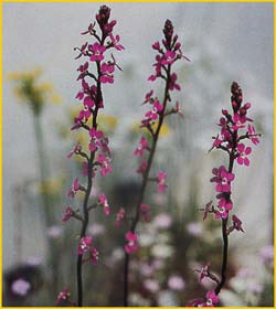   ( Stylidium graminifolium )
