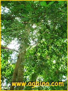   ( Copaifera trapezifolia )