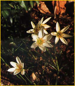   ( Zephyranthes  candida / Amaryllis candida )