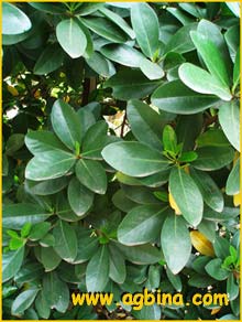   ( Corynocarpus laevigatus )