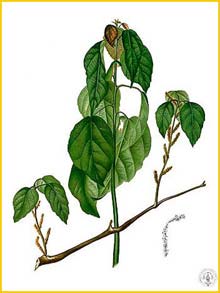   ( Alchornea sicca ) Flora de Filipinas 1880-1883 by Francisco Manuel Blanco