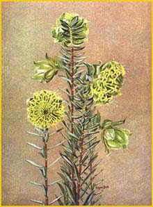    ( Pimelea suaveolens ) by Edgar Dell  'West Australian Wildflowers' (1935)