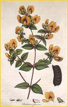    ( Platylobium formosum ) 'A Specimen of the Botany of New Holland' (1793-1795)  by J.E.Smith 