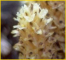     ( Pleuricospora fimbriolata / longipetala )