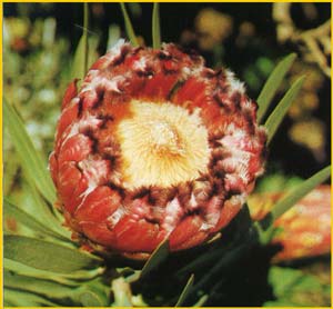   ( Protea neriifolia )