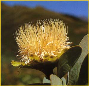    ( Protea nitida )