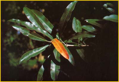   ( Protorhus longifolia )