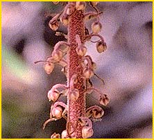   ( Pterospora andromedea )