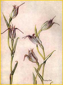   ( Pterostylis recurva ) by Edgar Dell 'West Australian Wildflowers' (1935) 