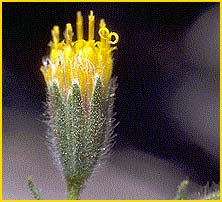   ( Raillardiopsis / Carlquistia muirii )