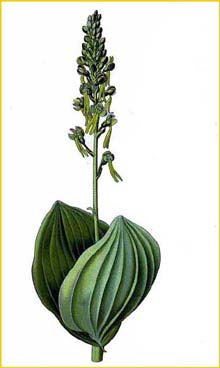    ( Listera / Ophrys ovata / bifolia / Diphryllum ovatum ) Atlas des plantes de France 1891 A. Masclef