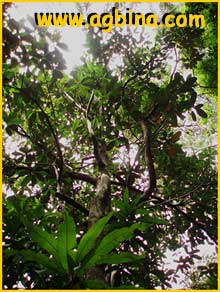   ( Holopyxidium / Lecythis latifolium )