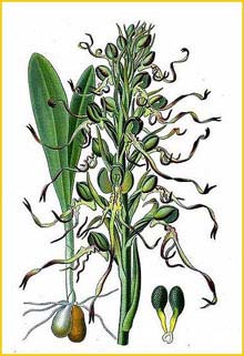   (Loroglossum hircinum ) Atlas des plantes de France 1891 A. Masclef