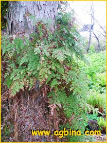   ( Lygodium japonicum )