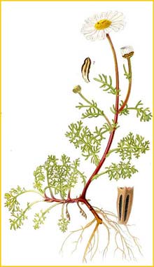   /   ( Matricaria maritima subsp. inodora ) Bilder ur Nordens Flora (1926) by Carl Lindman  