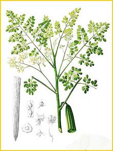   ( Moringa oleifera ) Flora de Filipinas 1880-1883 by Francisco Manuel Blanco