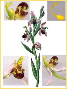   ( Ophrys apifera ) Atlas des plantes de France 1891 A. Masclef