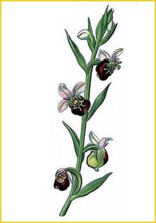   ( Ophrys arachnites ) Atlas des plantes de France 1891 A. Masclef