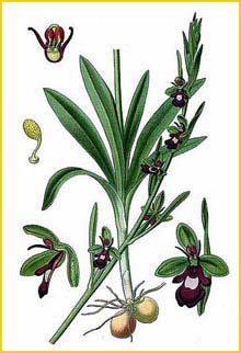   /  ( Ophrys incectifera ) Atlas des plantes de France 1891 A. Masclef