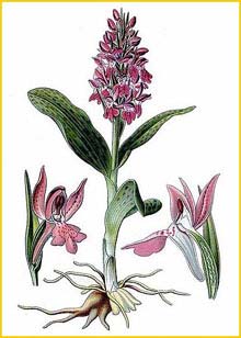   ( Orchis latifolia ) Atlas des plantes de France 1891 A. Masclef