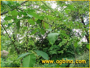   ( strya carpinifolia )