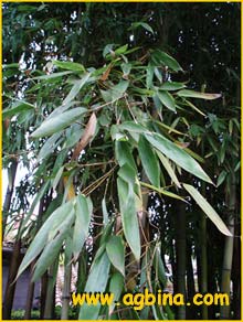    ( Phyllostachys bambusoides )