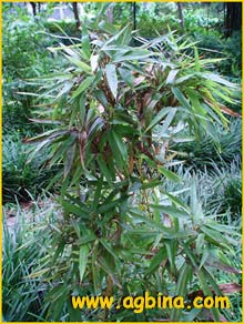    .  ( Phyllostachys bambusoides var. castillonis )