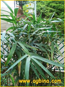    ( Phyllostachys japonica )