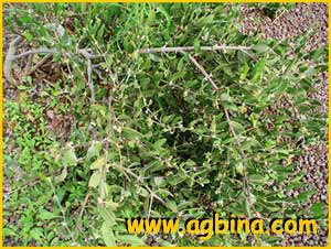  ( Simmondsia chinensis )