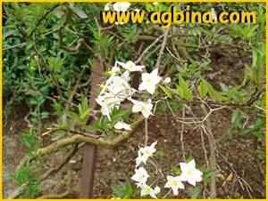   ( Solanum jasminoides )