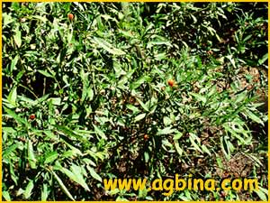   ( Solanum pseudocapsicum )