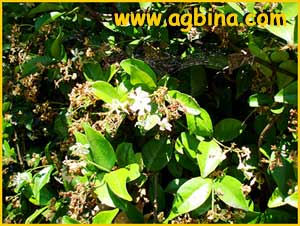   ( Trachelospermum jasminoides )