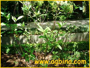    ( Verbesina alternifolia )