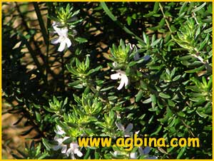   ( Westringia fruticosa )