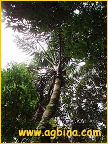    ( Oenocarpus bacaba )