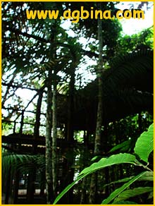   ( Oenocarpus minor )