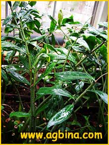   ( Caladium zamiifolium / Zamioculcas zamiifolia )