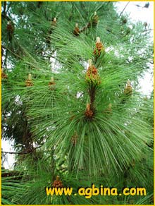      ( Pinus montezumae )