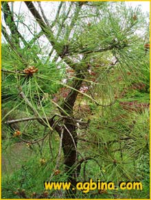   ( Pinus thunbergiana )