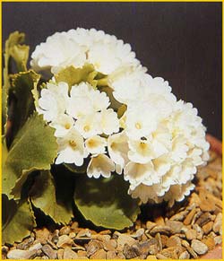   .  ( Primula pubescens alba )