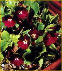   'Joan Gibbs' ( Primula pubescens 'Joan Gibbs' )