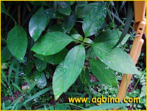    ( Rhinacanthus nasutus )