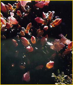   ( Rhododendron pemakoense )