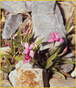    'Fred Broome' ( Rhodohypoxis baurii 'Fred Broome' )