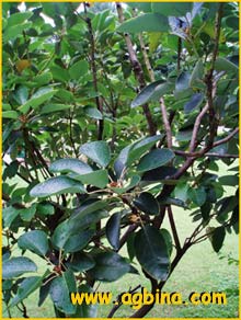    ( Rhodoleia championi / latiovatifolia )