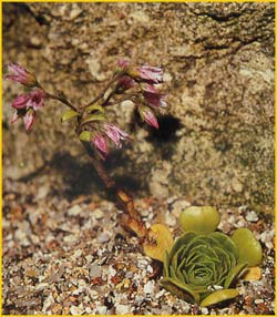   (  Rosularia  sempervivoides )