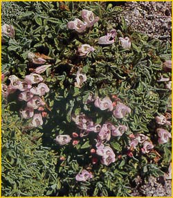 Шалфей дернистый  ( Salvia caespitosa )
