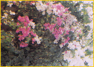   ( ougainvillea spectabilis ) Flore de lIran 